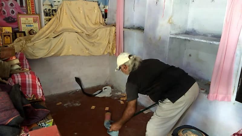 श्रीरामद्वारा से तिवारी ने गुस्सैले क्रोबरा सांप को पकड जंगल में छोड़ा
