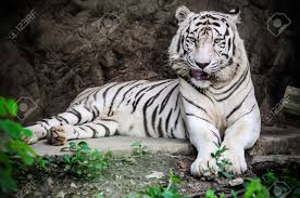 The death of the sole white tiger of the state