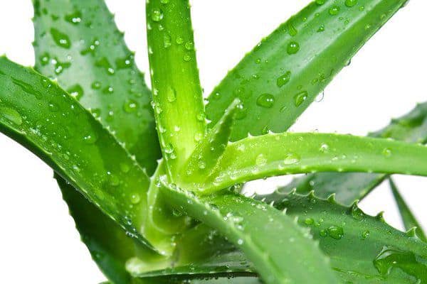 Give hair to double power of aloe vera and coconut oil dainikreporters