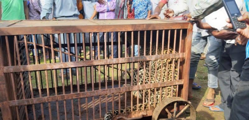 Panther imprisoned