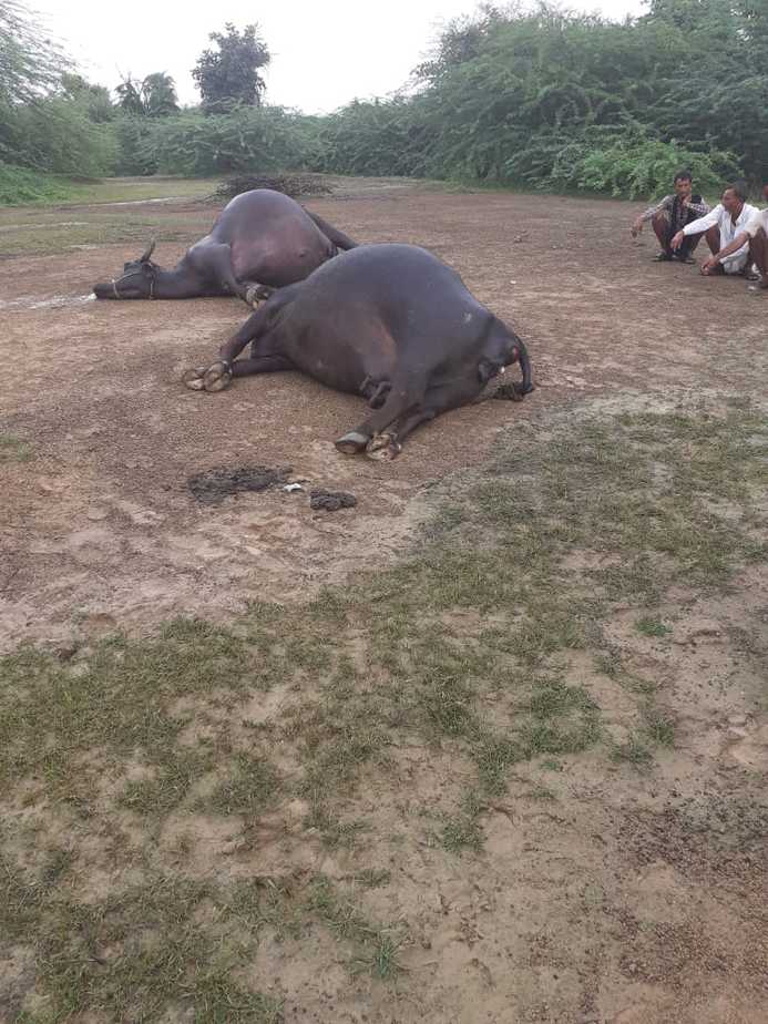 Two buffaloes died due to lightning fall