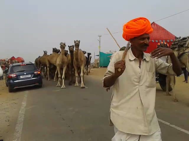 pushkar camels