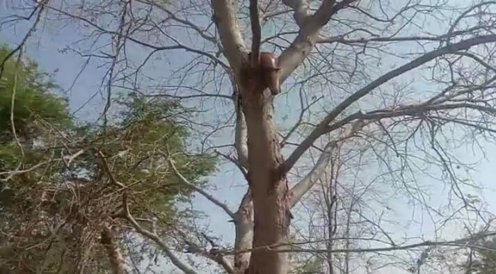 WhatsApp Image 2020-05-19 at 11.33.37