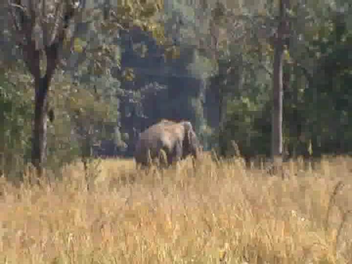 awara hathi