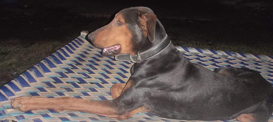 Doberman Pinscher