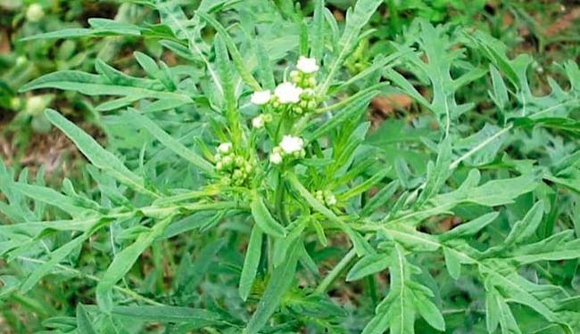  Carrot Grass