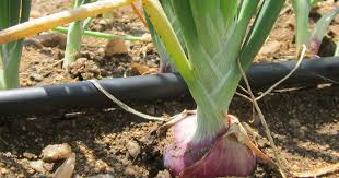 Water saving by drip or micro sprinkler method for good yield of onion.