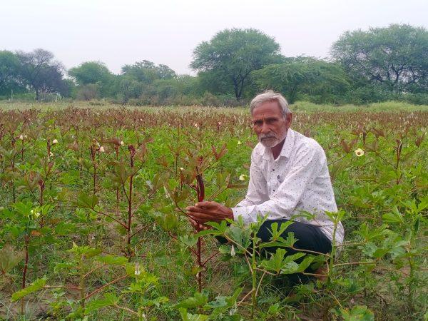 भीलवाड़ा के किसान ने लाल भिंडी का किया उत्पादन, अनोखा प्रयोग ,बना कौतूहल
