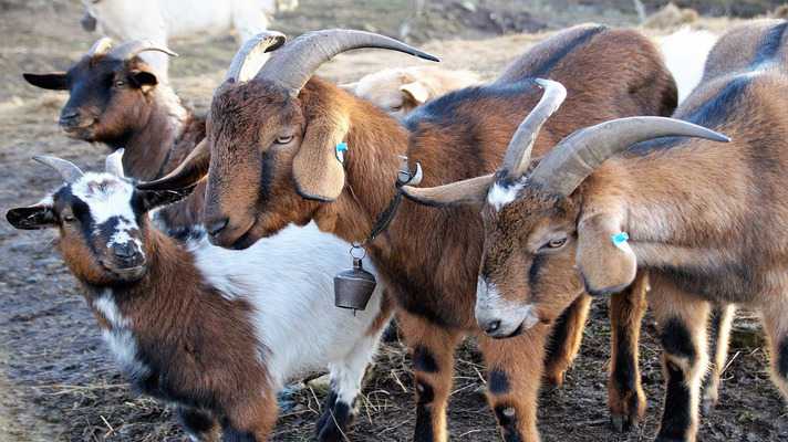  Bakri Palan Loan Yojana