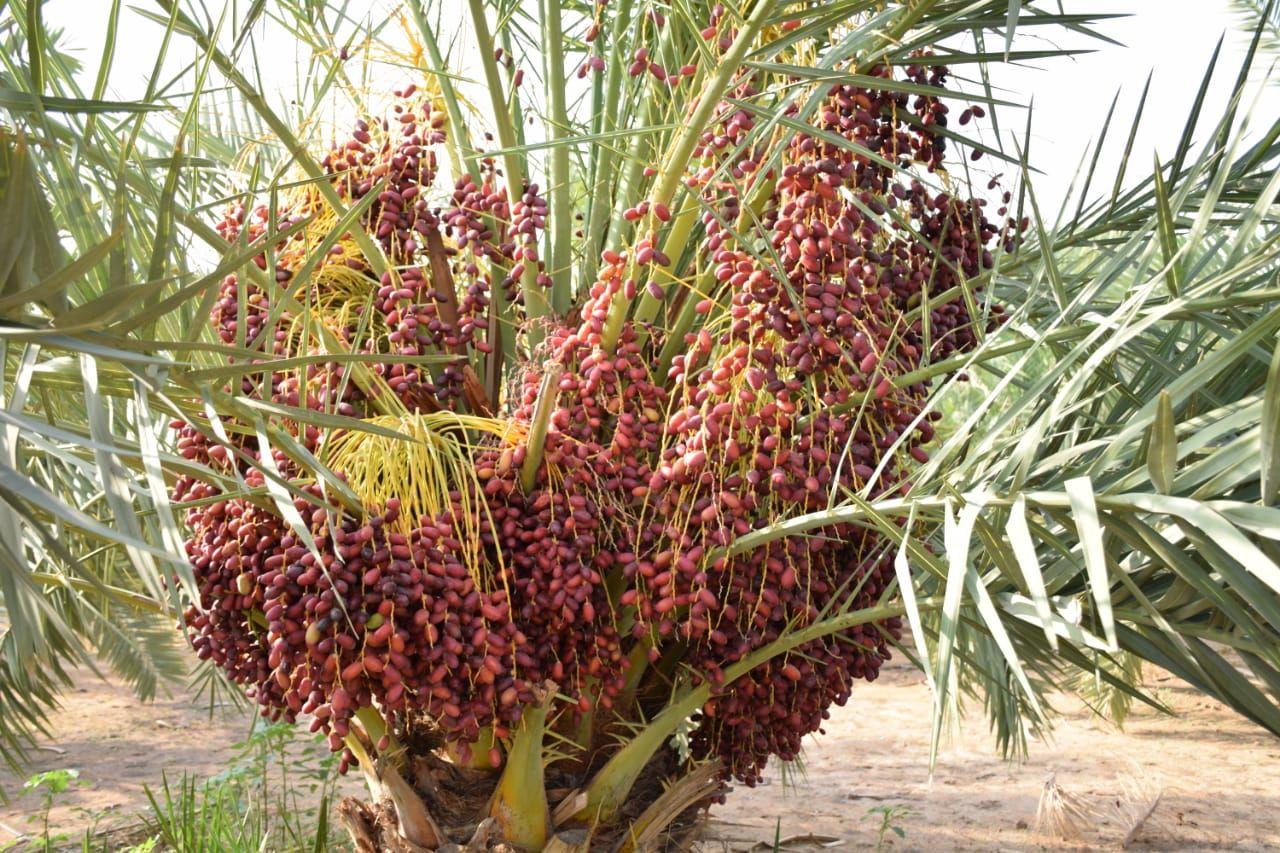 date Palm Tree farming