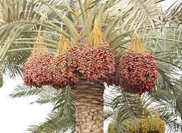 date Palm Tree o