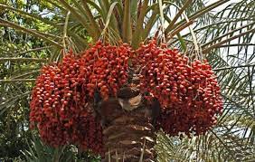 date Palm Tree