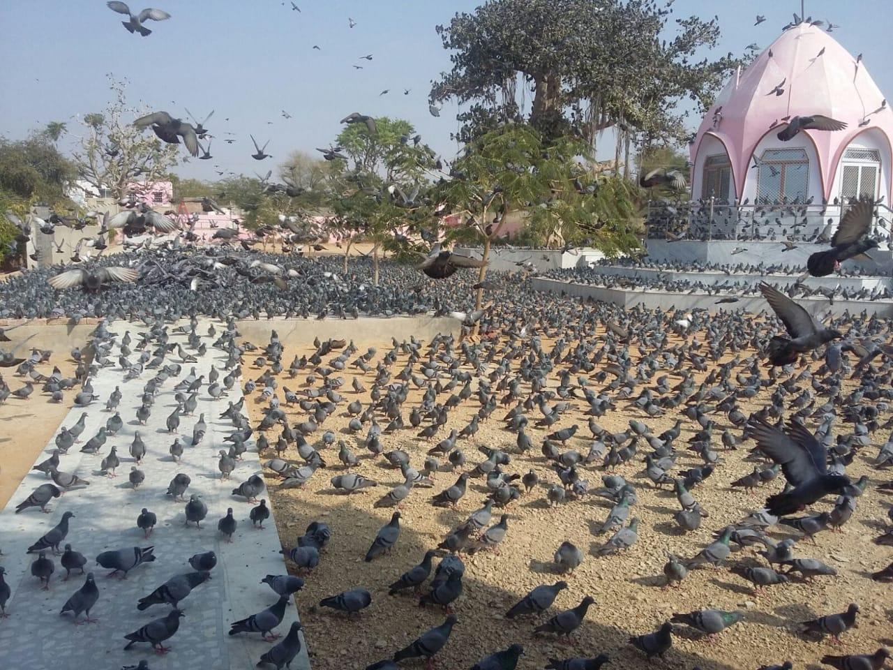 first pigeon shelter in Rajasthan,