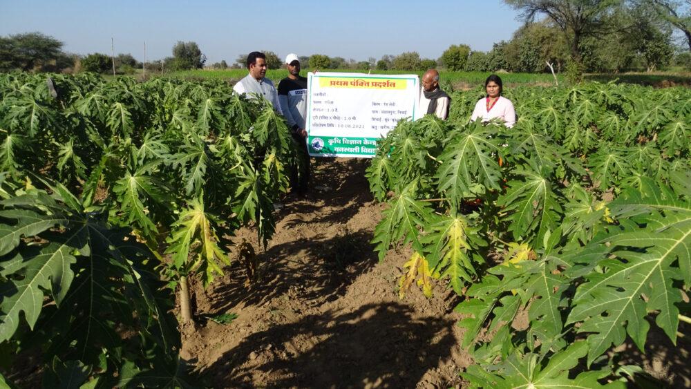 Farmers cultivating papaya in Tonk district are earning good profits