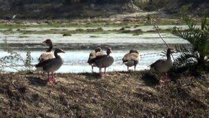 Census took place on World Wet Lend Day, gray lagged goose was seen in large numbers for the first time,