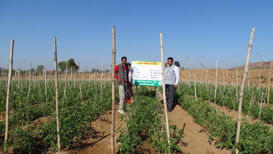 more profit from tomato production