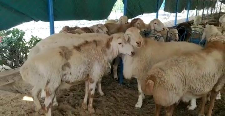 Farmers of Rajasthan can earn profit by rearing exotic sheep