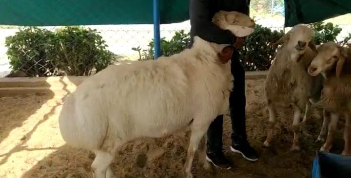  Farmers of Rajasthan can earn profit by rearing exotic sheep