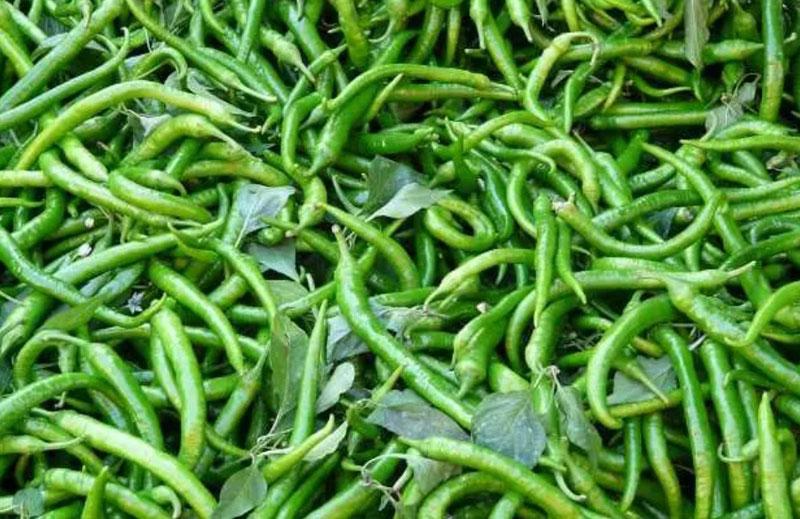 Green chili beats petrol in price, the price is Rs 150. kg Green chili beats petrol in price, the price is Rs 150. kg