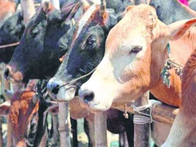 Rajasthan government has made new rules for animal husbandry, now animal rearing is difficult, new rules should not become trapped