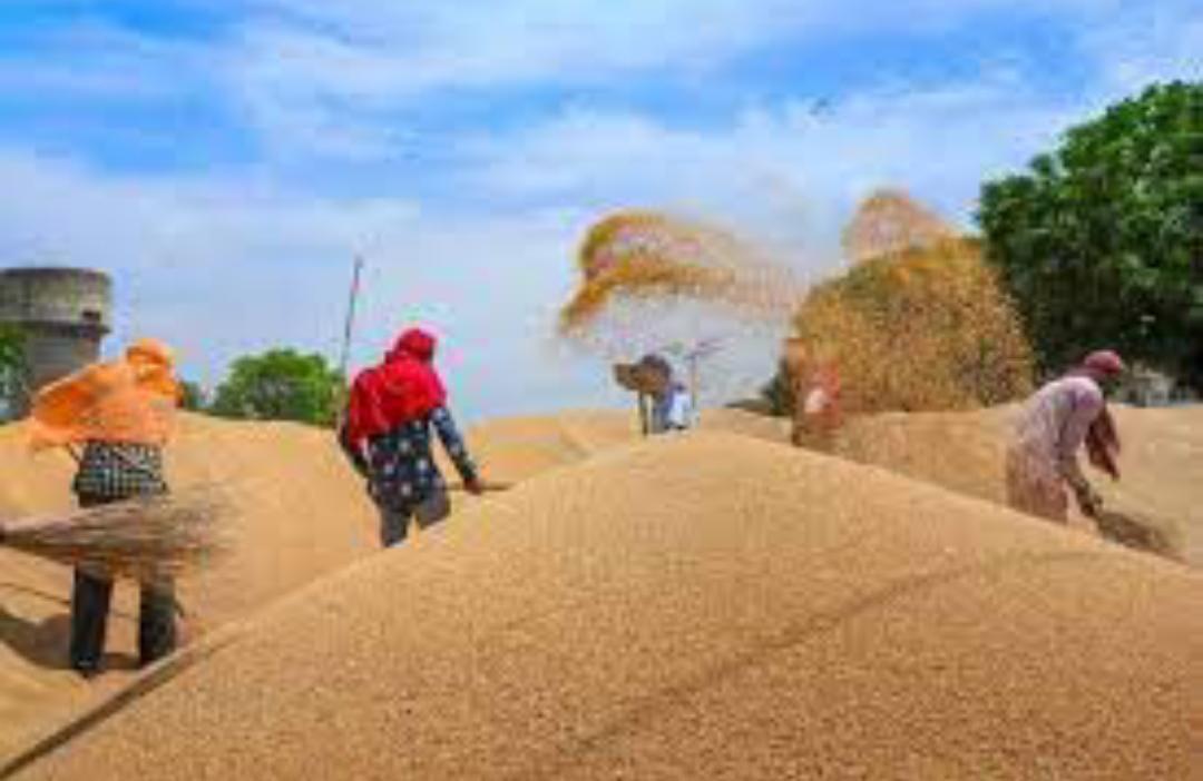 Wheat procurement on support price will be done online