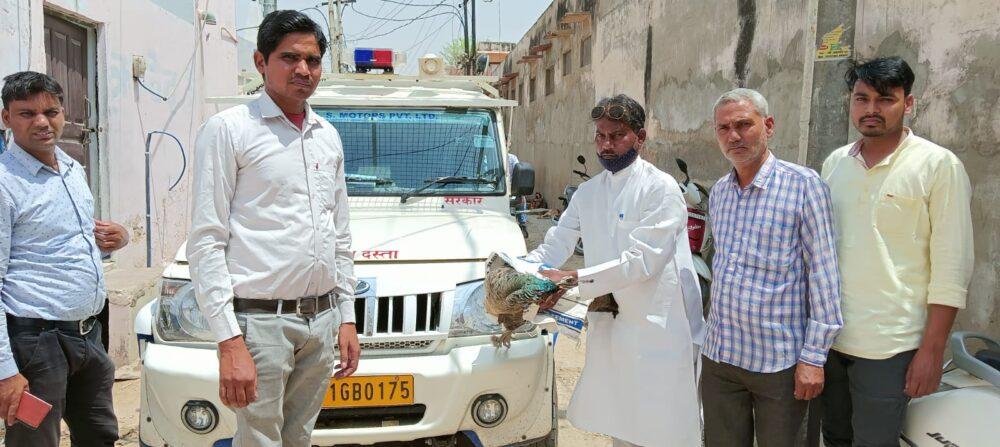 peacock died due to electrocution