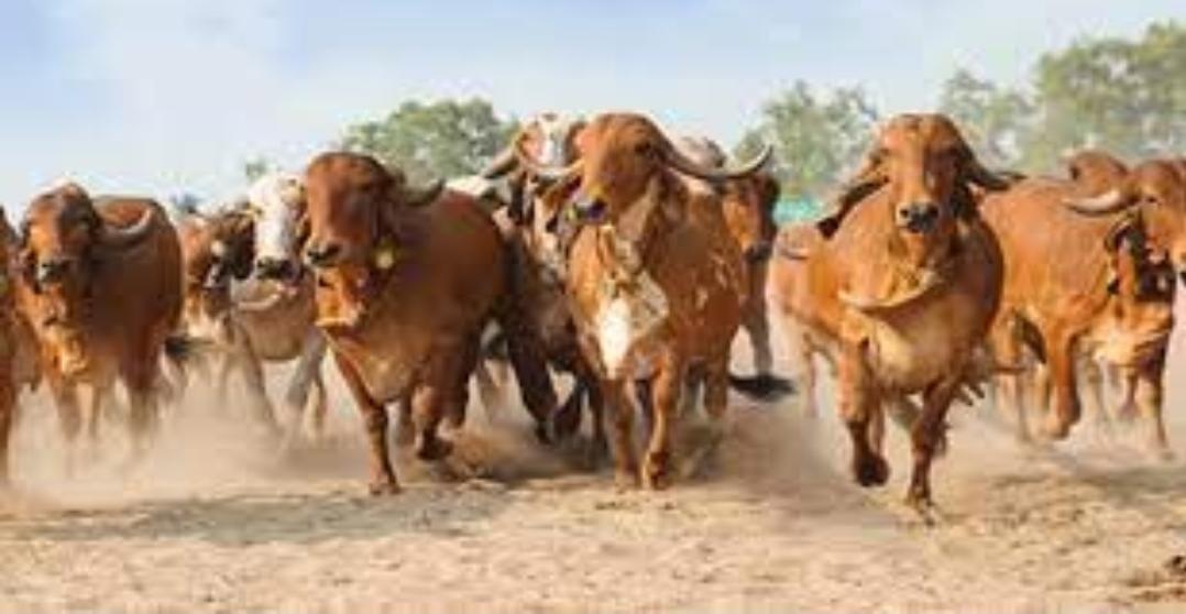 Infection spread in cows in Rajasthan, more than 300 cows died in gaushalas including Pathmeda Gaushala, servants ran away in fear Infection spread in cows in Rajasthan, more than 300 cows died in gaushalas including Pathmeda Gaushala, servants ran away in fear