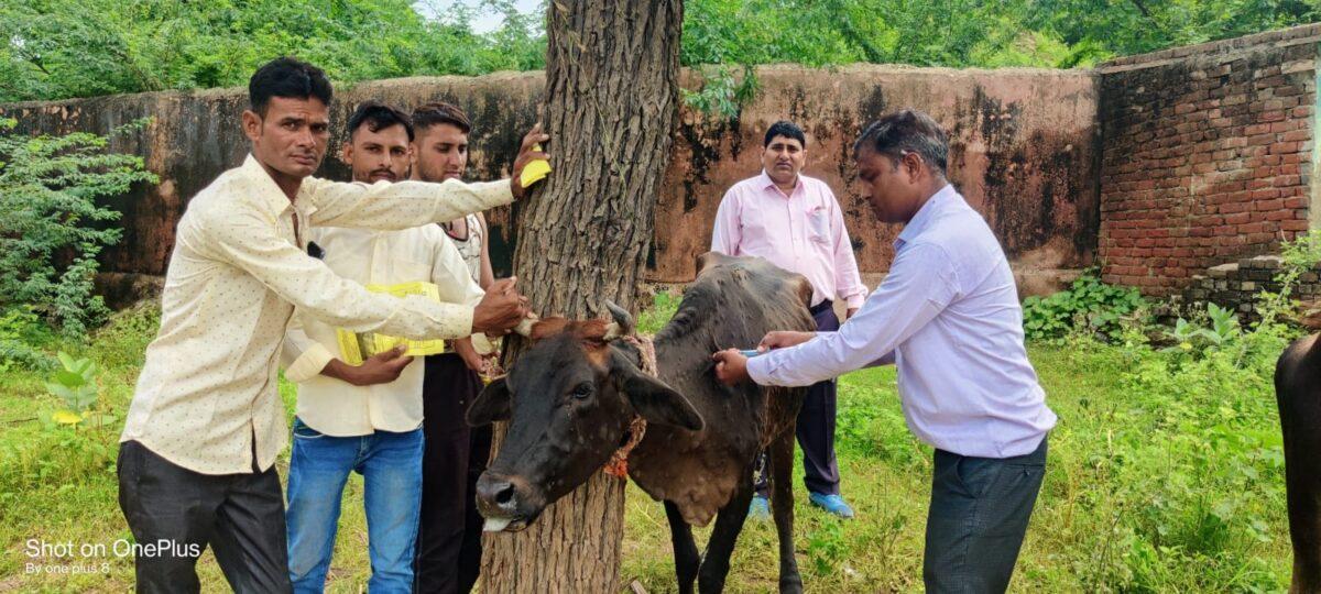 Village level survey teams formed for the prevention and treatment of lumpy skin disease spreading in bovine animals should work seriously - Chinmayi Gopal