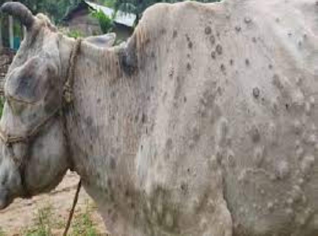 Tonk Animal Husbandry Department alert about lumpy skin disease at turn