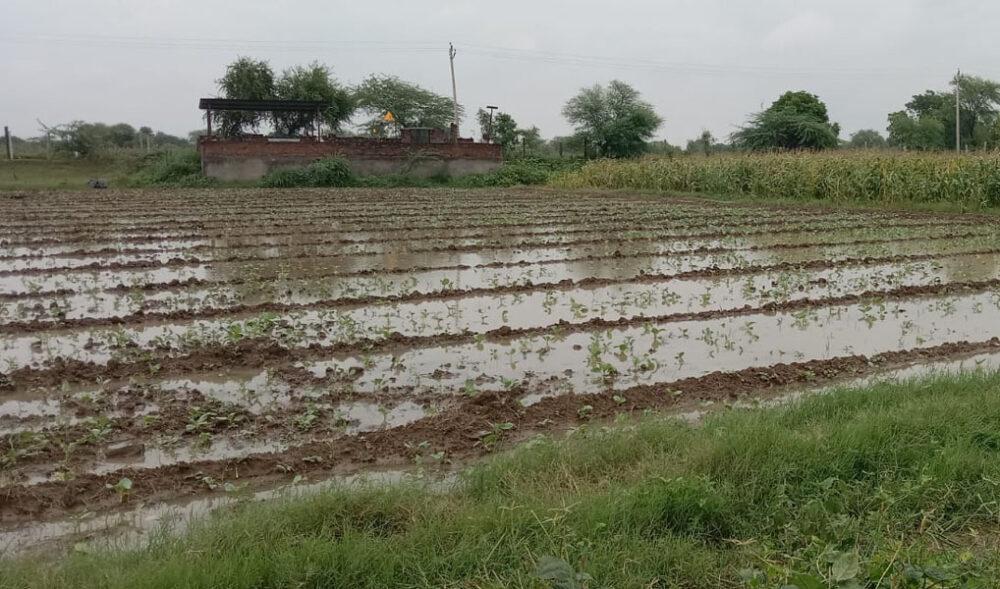 जहाजपुर में मानसून की विदाई के समय हुई बारिश से किसानों को फायदे के साथ हुआ नुकसान भी  
