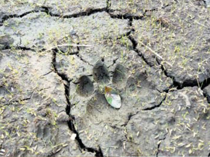 Tonk Baghere hunted calf in Dadiya, found Pagmarg, panic among villagers
