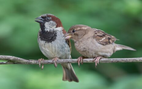 Sparrow conservation, awareness and signature campaign launched under an initiative