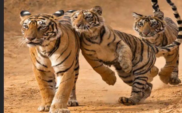 Because of Ranthambore, the name of the state is recorded in the list of Tiger State, wherever there are tigers in Rajasthan,