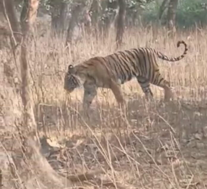 Death of Ba Ghin Krishna in Ranthambore