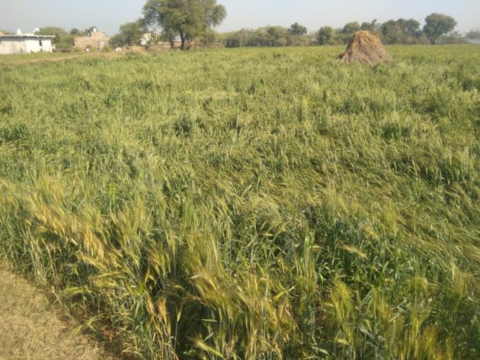 Tonk: Farmers upset due to evaluation of Ravi's crop failure and non-measles Girdawari Tonk: Farmers upset due to evaluation of Ravi's crop failure and non-measles Girdawari