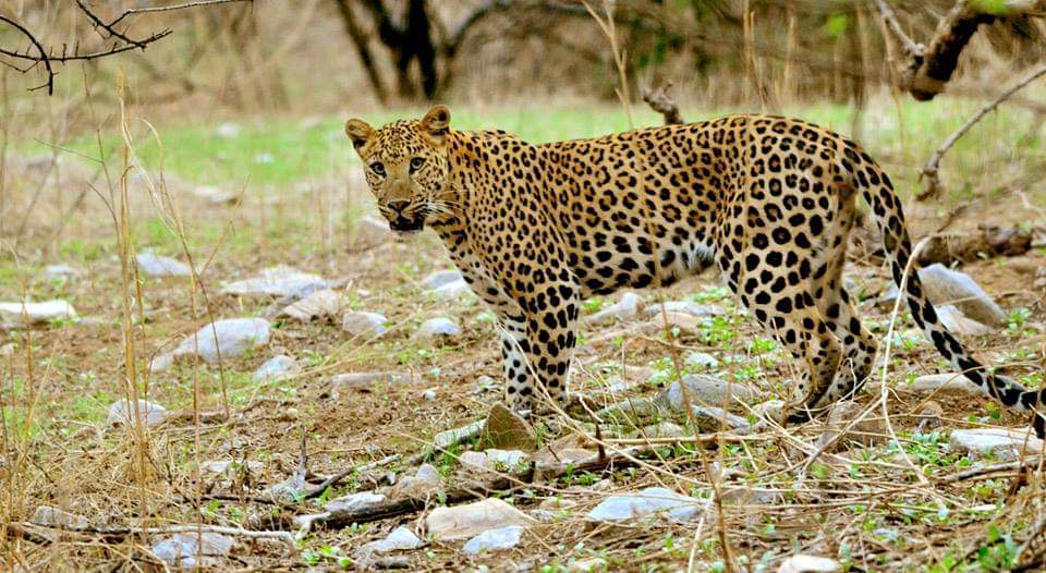 Thrilling in Rajasthan's Ranthambore, why Tigress Noor climbed the tree