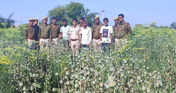 Opium farming done under the guise of soup crop revealed 3431 kg 800 grams of illegal opium plants seized, three arrested