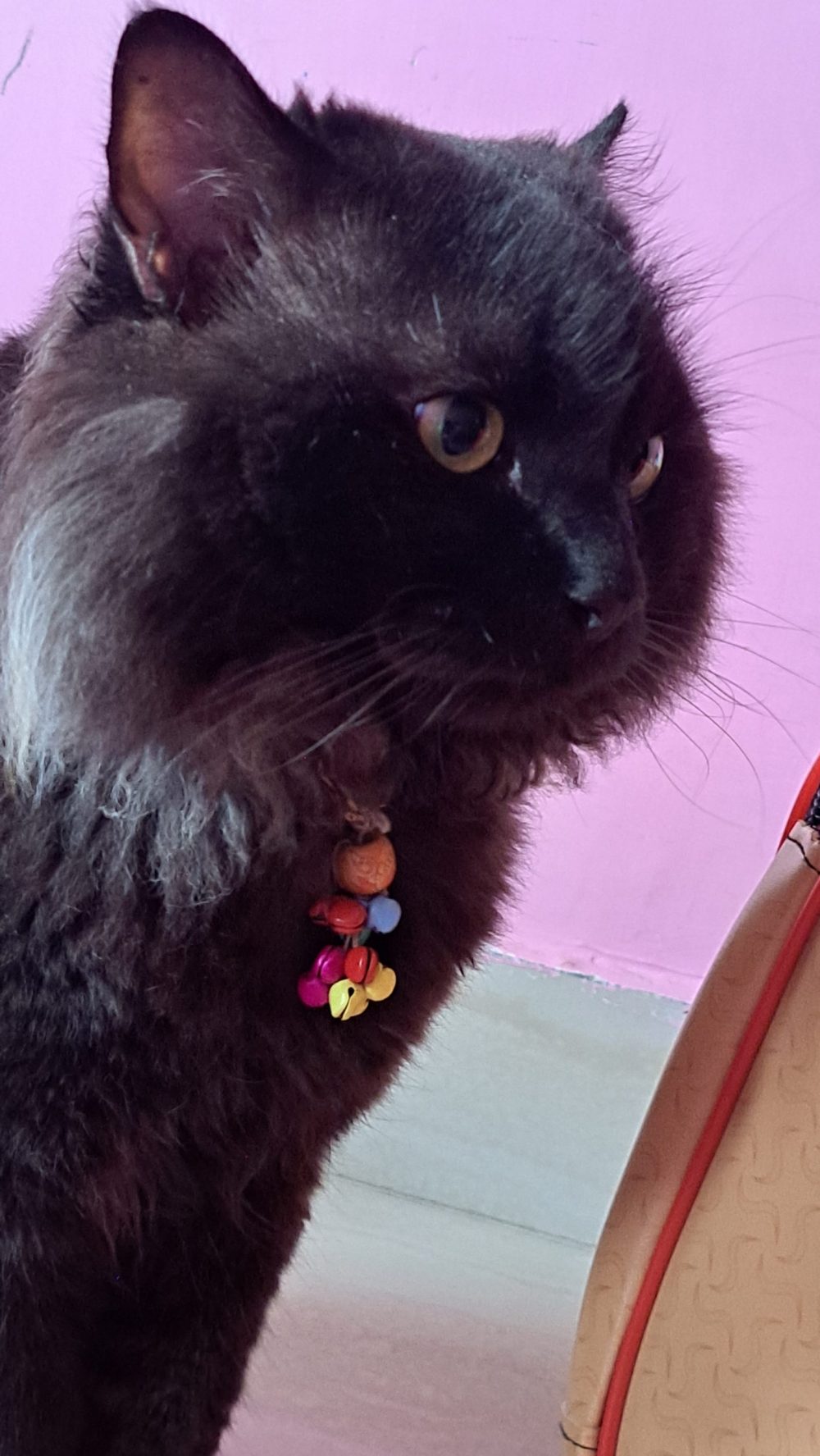 पर्शियन बिल्ली ,Persian cat