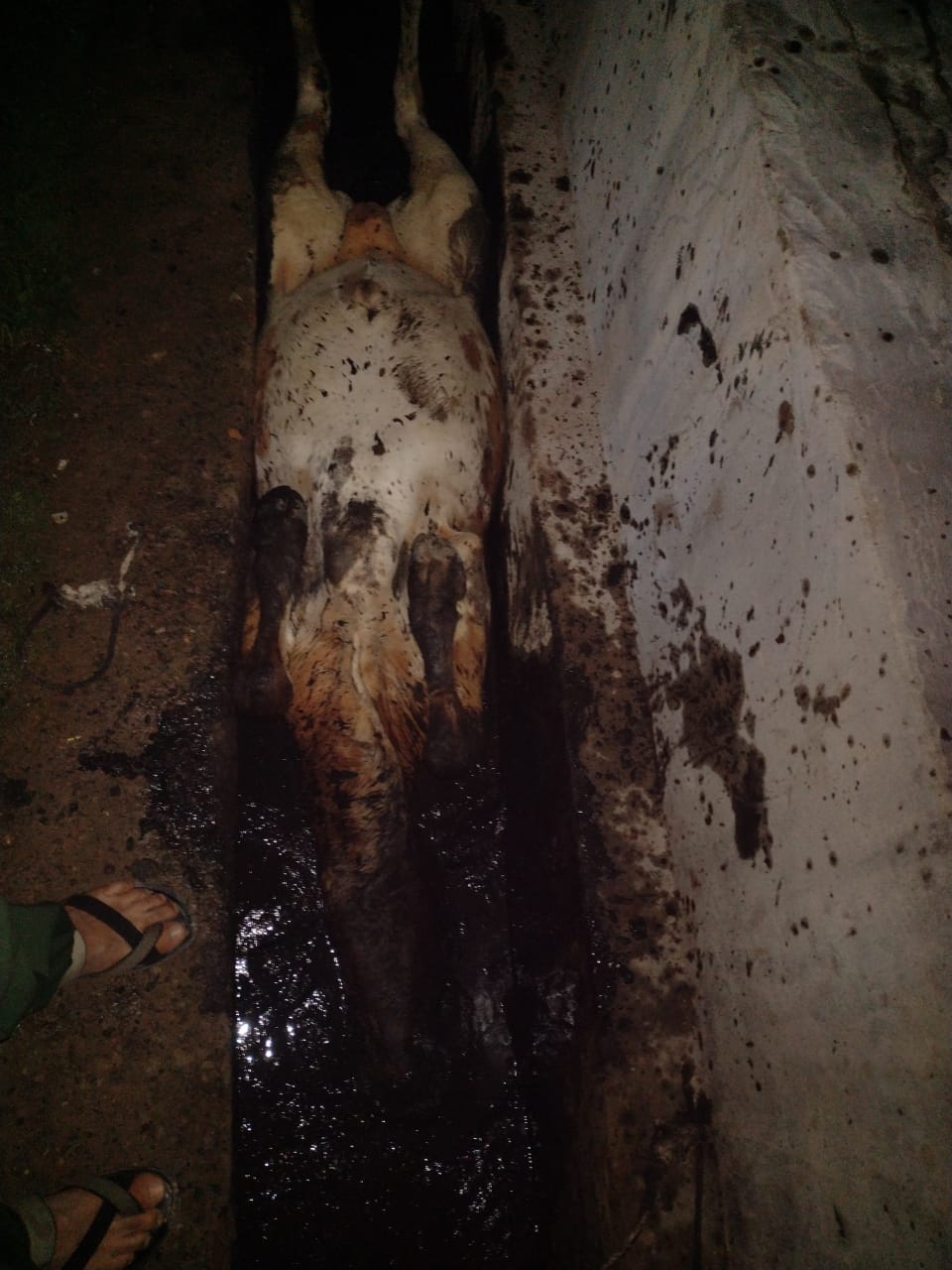 Attempt to kill cattle brutally, case registered against accused in Aligarh police station