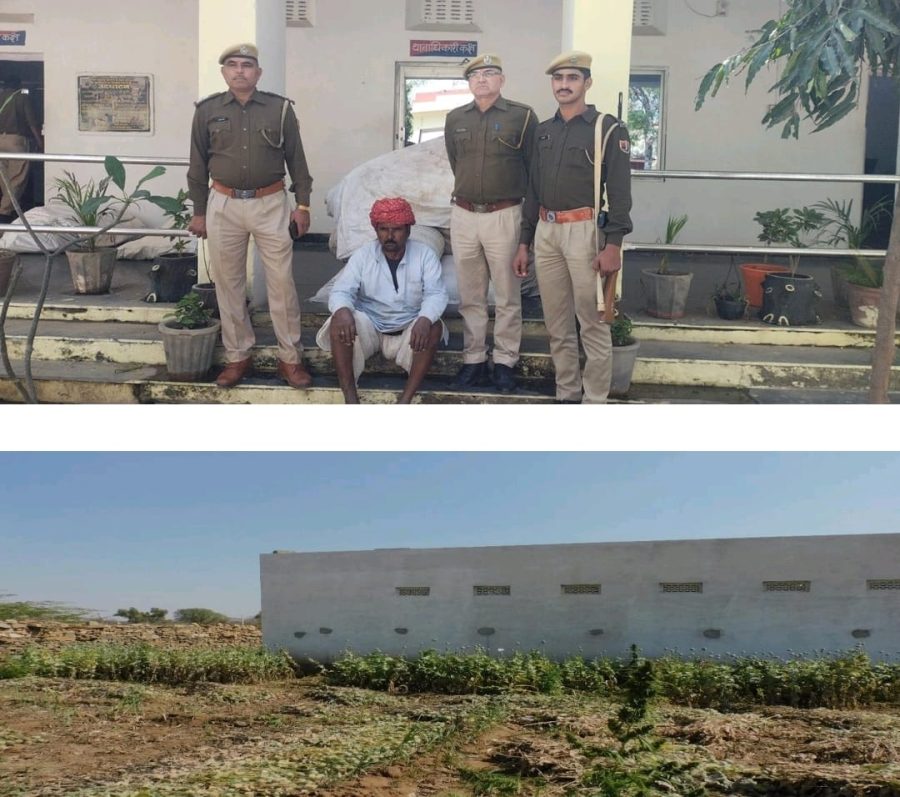 खेतों की दीवार ऊंची कर गांजा एवं अफीम की खेती करते एक गिरफ्तार,50 लाख का माल बरामद